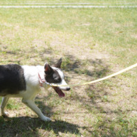 SUMMA Laisse pour chien moderne et simple 2M, avec rivets décoratifs, design robuste, en TPU écologique, imperméable et lavable, pour l'extérieur (KR)
