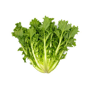 Chicorée d'endives la plus vendue: grossiste en gros d'espèces de légumes à feuilles amères similaires de qualité supérieure - Product Image 1