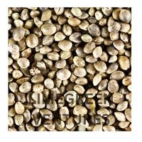 Graines de chanvre décortiquées biologiques pour l'huile, vente en gros, exportation d'Inde, marque Double Tongues, durée de conservation de 12 mois, saines et nutritives