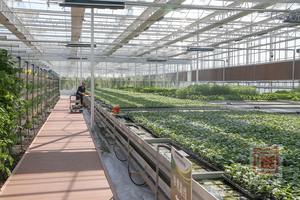 Invernadero de Alta Calidad para Plántulas en África con Ventilación Automática y Protección UV para el Crecimiento de Plantas Durante Todo el Año - Product Image 5