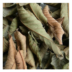 Hoja de guayaba seca de alta calidad de Vietnam: conservada naturalmente y versátil, perfecta para tés saludables y producción de extractos - Product Image 5