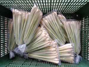 Citronnelle fraîche/IQF d'excellente qualité du Vietnam - Product Image 6