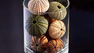 MEJOR PRECIO Blue Lotus 2025 Premium Urchin Seashell Natural Ocean Decor para exhibición de Acuario y regalo - Product Image 5