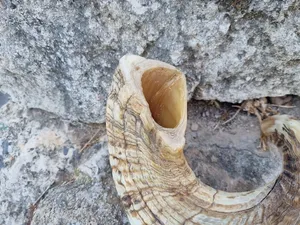 Par de cuernos largos decorativos de alta calidad hechos a mano con patrón único para estilo de cabaña y cabaña a precio mayorista - Product Image 3