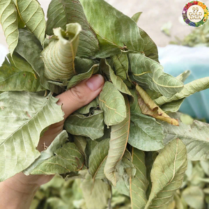 Hoja de Guayaba Seca de Origen Vietnamita Hecha con Material de Hoja Cruda Pura para la Elaboración de Té y la Mezcla de Sabores Alimenticios - Product Image 2