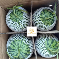Melon d'eau sans pépins frais planté au Viet Nam emballage 13kg par carton exporté par le sud du Mékong Vietnam