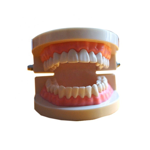 Modèle de démonstration de brossage des dents standard 1/2, modèle d'étude dentaire pour l'enseignement et la pratique des soins bucco-dentaires des étudiants - Product Image 6