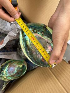 Rare Pearlized <b>Abalone</b> <b>Shell</b> Polished Iridescent Rainbow Oval Seashell Eco-Friendly Bulk Pack Luxury Premium Home Decor Art - Product Image 4