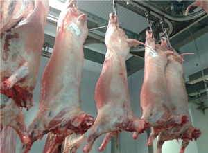 Transporte de Llamas, Músculo, Carne - Product Image 2