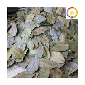Té de Hoja de Guanábana Natural, Hojas de Graviola Secas, Vietnam, Venta al por Mayor - Product Image 1
