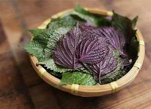 POUDRE DE FEUILLE DE PERILLA FRIENDLY VEGAN POUR LE BIEN-ÊTRE NATUREL ET LA SANTÉ IMMUNIQUE INGRÉDIENTS BOTANIQUES PROPRE - Product Image 2