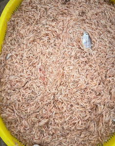Anchois séchés naturels de qualité supérieure 100% VAN BACH TUNG Vietnam KR01 Emballage sous vide 1 kg Durée de conservation de plus de 12 mois Processus BQF Prêt à l'emploi - Product Image 5