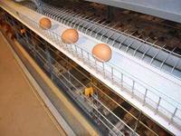 Nouveau système de cages automatiques à haute efficacité pour poules pondeuses avec automatisation complète de la ferme, alimentation automatique, gain de place