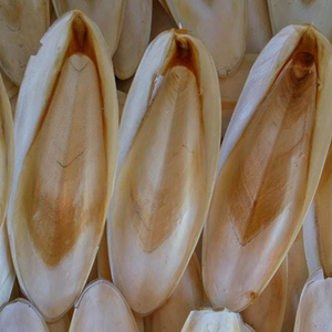 HUESO DE SEPPIA DE VIETNAM - LISTO PARA ENVÍO INTERNACIONAL - Product Image 3