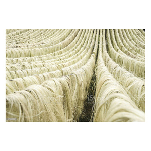 Fibra de sisal natural para fabricantes ecológicos de productos biodegradables. - Product Image 6