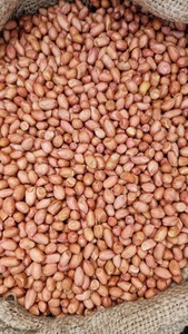 Cacahuetes Bold, producto de alta calidad, categoría premium, frescos y crujientes, ideales para refrigerios saludables, repostería, cocina, suministro al por mayor - Product Image 2