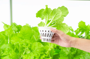 Grande conception hydroponique et aquaponique unique pour les serres agricoles facilitant la pêche et la culture de légumes - Product Image 6