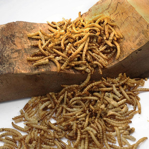 <b>Dried</b> <b>Mealworms</b> High Protein Natural Feed/Katty - Product Image 5
