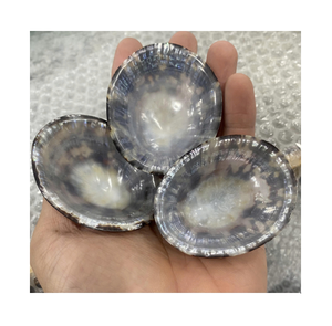 Concha de Lapa auténtica surtida en formas únicas, perfecta para decoración del hogar, diseño artístico y accesorios para hacer joyas - Product Image 6