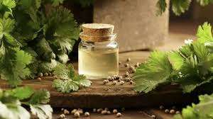 <b>Premium</b> Quality Coriander Oil Pure & Natural 100 % Organic Oil Bulk <b>Wholesale</b> Oil Trusted Manufacturer India Export High Quality - Product Image 5