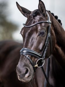 Brida clásica para doma de caballos, manivela anatómica acolchada suave en cuero negro/marrón, duradera y cómoda - Product Image 3