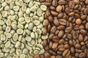 Grains de café Robusta de haute qualité, biologiques, en vrac, provenant d'une manufacture italienne, calibre 16-18, sac de 1 kg, prix avantageux - Product Image 4
