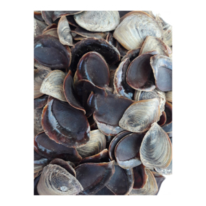 Operculos de conchas marinas listos para exportación, envasados para compradores de artesanías - Product Image 4