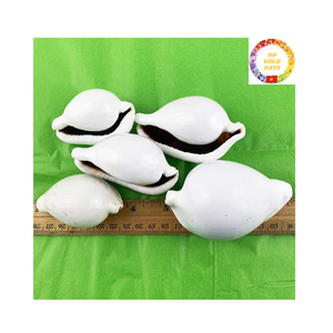 เปลือกหอยสีขาวสำหรับตกแต่งเปลือกหอยรูปไข่ขนาดใหญ่จากเวียดนามสำหรับทำหัตถกรรมและเครื่องประดับ - Product Image 5