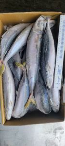 Poisson Layang Scad Muroaji surgelé IQF biologique naturel de qualité supérieure pour appât marin - <span class=keywords><strong>Marque</strong></span> HUANGDA Carton de 10 kg Jaune - Product Image 5