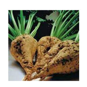 Icumsa 45 Sucre de canne raffiné de haute qualité Sucre de betterave en gros en vrac Meilleur matériau avec taux bon marché Nouveau fabricant - Product Image 1