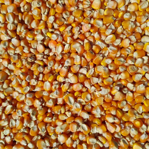 High Quality Cattle <strong>Feed</strong> and <strong>Poultry</strong> <strong>Feed</strong> Non GMO Nutrient Rich <strong>Maize</strong> Protein Rich <strong>Maize</strong> Bulk Supplier - Product Image 3