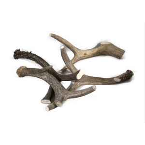 Cuernos de ciervo rojos enteros en venta - Product Image 6