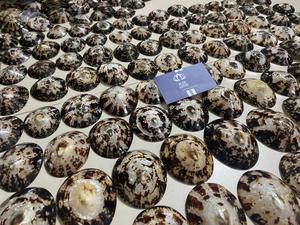 Vietnam lactancia bebé conchas Seashell Lapa artesanía para sujetador tamaño 5cm a 7 cm arriba + 84 767 550 132 - Product Image 3