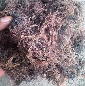 Dried Gracilaria Seaweed From Vietnam Good Price - Ms Kathy