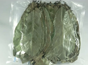 100% NATURAL DE ALTA CALIDAD Y PRECIO MÁS BAJO HOJA DE URENTA SECA/HOJA DE GRAVIOLA SUMINISTRADA EN VIETNAM - Product Image 5