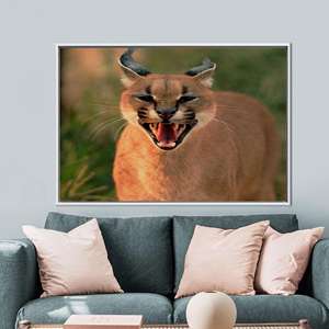 Cuadro Impreso en Lienzo: Elegante Decoración de Pared con Caracal para Ambientes de Vida Silvestre, 1 Pieza: Marco Blanco - Product Image 1