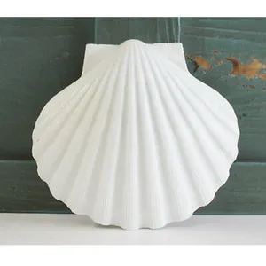 Scapllop Shell/ Sea Shell - Natural - 4-5 inci-kualitas tinggi bentuk indah Harga Terbaik-dari Vietnam