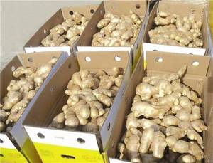 Gingembre Biologique Frais de Haute Qualité, Racine d'Épice Naturelle de Nouvelle Récolte Produite à la Ferme, Idéal pour la Cuisine et l'Exportation, Approvisionnement Mondial - Product Image 6