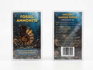 Lot de 45 unités d'ammonites fossiles réelles polies dans une boîte en acrylique pour les boutiques de cadeaux et de souvenirs - Product Image 2