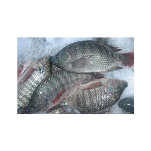 Filetes de tilapia congelada de la mejor calidad de China, precio competitivo - Product Image 3