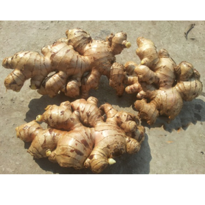 Jengibre fresco robusto con piel gruesa, cuerpo firme, aroma picante y ralladura natural, comúnmente utilizado en alimentos dulces y salados - Product Image 1