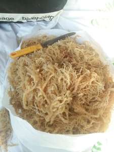 Algues marines Cottonii fraîches de Hainan : Algues rouges pures pour la production de carraghénane, les cosmétiques et la transformation alimentaire à prix compétitifs en vrac - Product Image 2