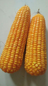 Semillas Secas de Maracuyá Amarillo Orgánico Más Vendidas, Envío a Granel, Industria Alimentaria - Product Image 2