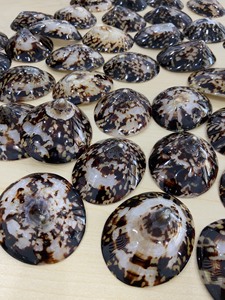 Conchas de Lapa de colores Premium, lapas de concha marina natural, concha de mar cruda cosechada en gran cantidad de 99 GD al mejor precio - Product Image 6