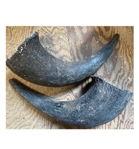 Puntas de Cuerno de Ganado Naturales de Buena Calidad, Empaquetado a Granel para la Venta - Product Image 4