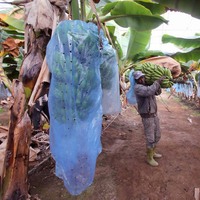 Vente en gros de sacs personnalisés en plastique PP avec housse banane sacs de protection imperméables pour fruits pour l'agriculture