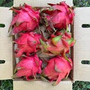 Dragón rojo de frutas frescas de grado premium a la venta a precios competitivos - Product Image 1