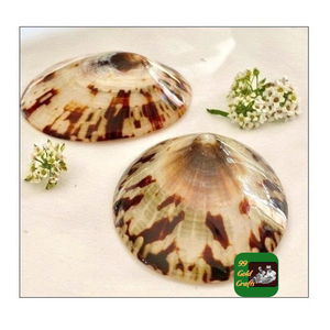 Conchas de Limpet Eco Friendly para hacer joyas artesanías hechas a mano y decoración de la colección de playa de Vietnam - Product Image 3