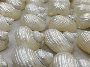 หอยเป๋าฮื้อพรีเมี่ยมเปลือกหอยมุกธรรมชาติของเวียดนามขายส่งราคาถูกสำหรับหัตถกรรม - Product Image 3