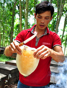 Miel de panal de Vietnam, adecuada para reenvasado, reventa y distribución al por mayor, con apariencia y calidad estables. - Product Image 6